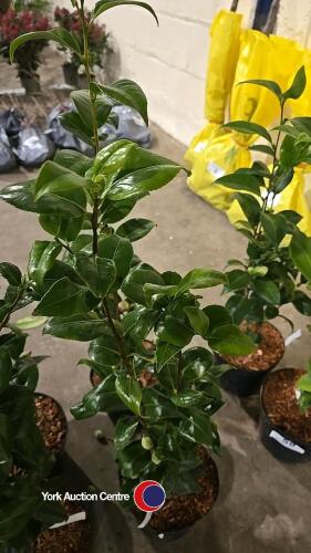2 x Camellia, budded and named