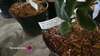 2 x Camellia, budded and named - 2