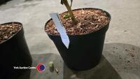 2 x Camellia, budded and named - 3