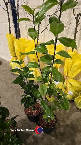 2 x Camellia, budded and named