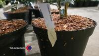 2 x Camellia, budded and named - 3