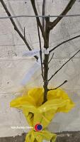 Apple Golden Delicious, dessert, bare root - 2