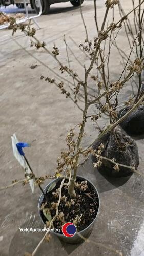 Hamamelis Arnolds Promise witch hazel