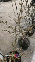 Hamamelis Arnolds Promise witch hazel - 2