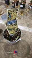 Hamamelis Arnolds Promise witch hazel - 3