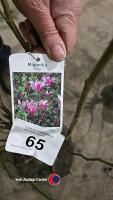 Magnolia Susan - Pink - 2