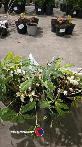 2 x Helleborus Niger