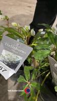 2 x Helleborus Niger - 2