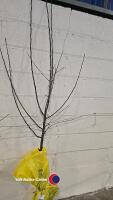 Apple Coxs, self fertile, dessert, bare root