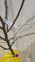 Apple Coxs, self fertile, dessert, bare root - 2