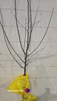 Apple Coxs, self fertile, dessert, bare root - 3