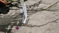 3 x Climbing roses, named, mixed colours - 4
