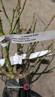 3 x Climbing roses, named, mixed colours - 2