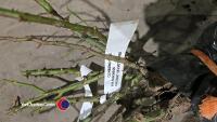 3 x Climbing roses, named, mixed colours - 3
