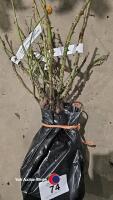 3 x Climbing roses, named, mixed colours