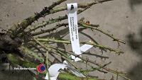 3 x Climbing roses, named, mixed colours - 3