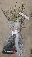 5 x Rose Bush, Sunblest