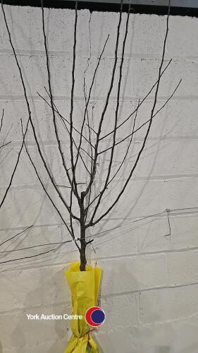 Apple Coxs, self fertile, dessert, bare root