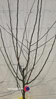 Apple Coxs, self fertile, dessert, bare root - 2