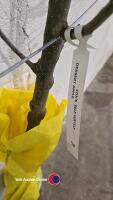 Apple Coxs, self fertile, dessert, bare root - 3