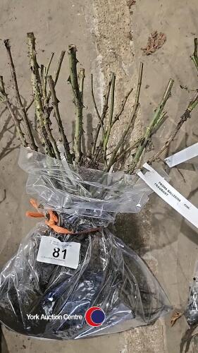 5 x Rose Bush, Prima Ballerina