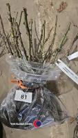 5 x Rose Bush, Prima Ballerina - 2