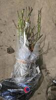 5 x Rose Bush, Dutch Gold