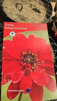 5 x dahlia Bishop of Llandaff - 2