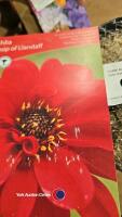 5 x dahlia Bishop of Llandaff - 2