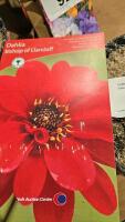 5 x dahlia Bishop of Llandaff - 2