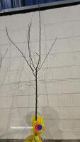 Pear Louise Bonne of Jersey, bare root