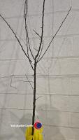 Pear Louise Bonne of Jersey, bare root - 2