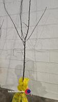Pear Louise Bonne of Jersey, bare root - 4