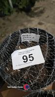 10 x Begonia double mixed