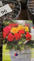 10 x Begonia double mixed - 2