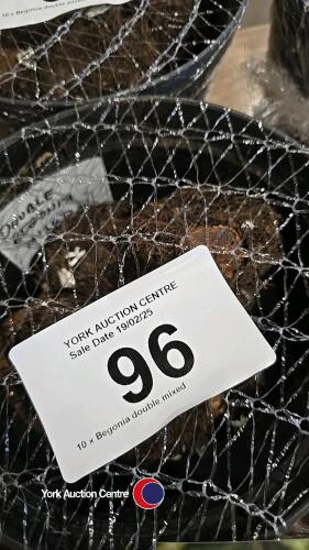 10 x Begonia double mixed