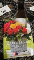 10 x Begonia double mixed - 2