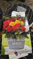10 x Begonia double mixed - 2