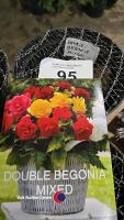 10 x Begonia double mixed - 2