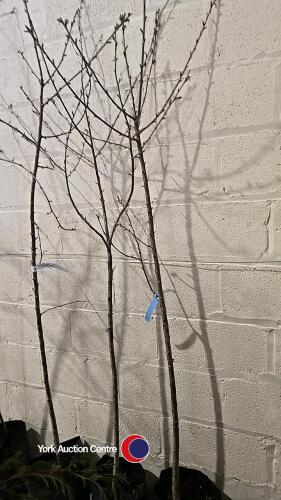 3 x Prunus Avium white cherry, container grown