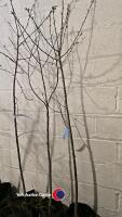 3 x Prunus Avium white cherry, container grown