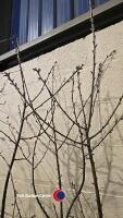 3 x Prunus Avium white cherry, container grown - 2