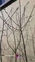 3 x Prunus Avium white cherry, container grown - 3