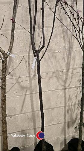 Prunus spring glow, container grown
