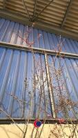 Prunus spring glow, container grown - 2