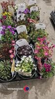 18 x Alpines, mixed varieties