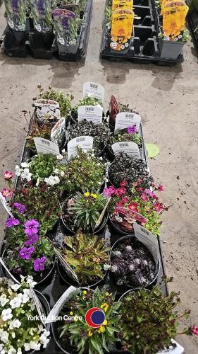 18 x Alpines, mixed varieties