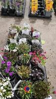 18 x Alpines, mixed varieties