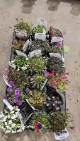 18 x Alpines, mixed varieties - 2