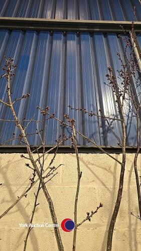 Prunus Tai Haku Great White cherry, container grown